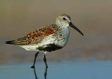 Dunlin