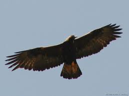 Golden Eagle