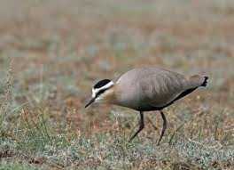 Lapwing