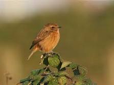 Stonechat