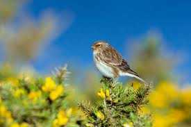 Twite